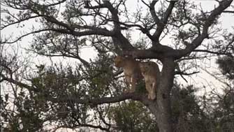 Lionnes dans un arbre