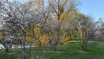 prunus en fleurs