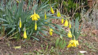 jonquilles