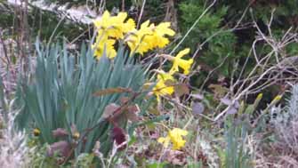 jonquilles