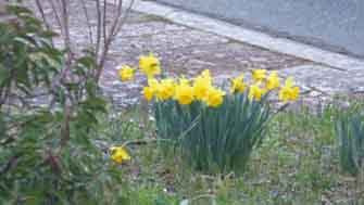 jonquilles