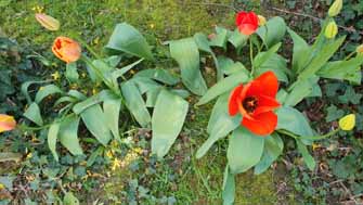 tulipes