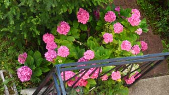 hortensias