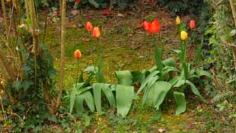 tulipes