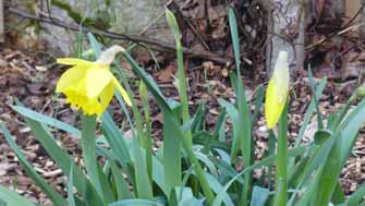 jonquilles