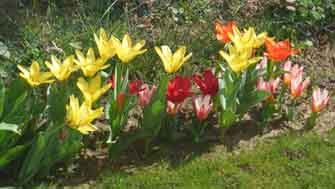 tulipes