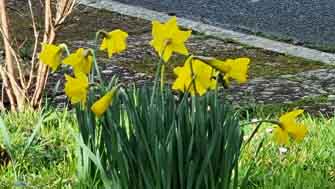 jonquilles