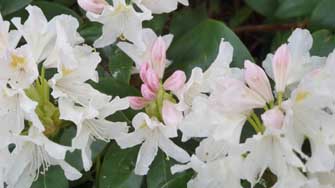 rhododendron