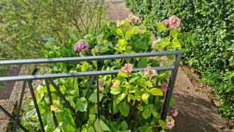 Hortensias et sunset