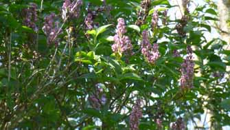 lilas