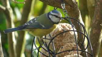 mésange bleu