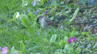 moineau