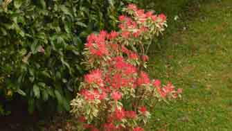 Pieris