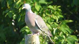 pigeon