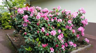 Rhododendrons