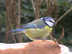 Mésange bleue