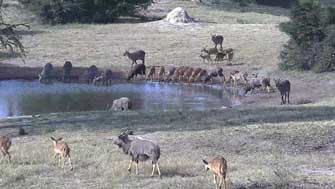 Nyalas et waterbuck