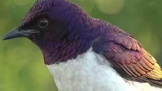 Violet-backed-Starling