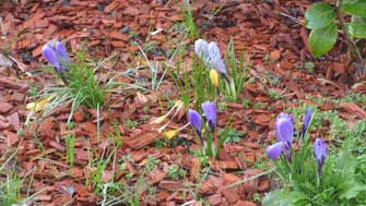 crocus