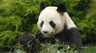 panda géant