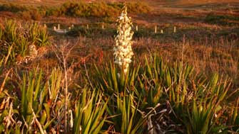 Yucca