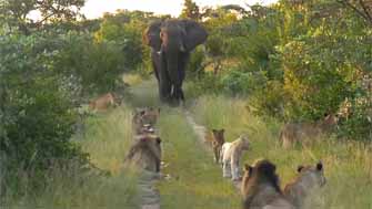 Eléphant Lions