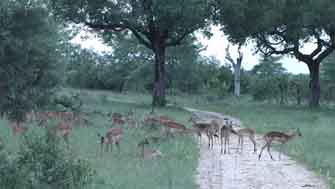 gazelles