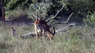 springbok