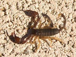 Scorpion