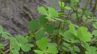 trèfles à quatre feuilles