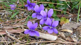 Violettes du Parco