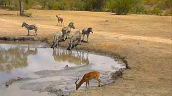 Zèbres Impala et Nyala