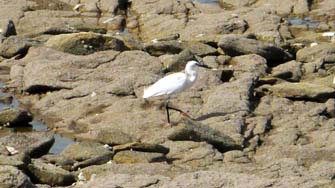 Kerbourgnec, aigrette