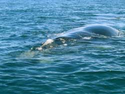 Baleines d'Hermanus