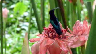 Colibri