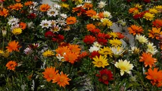 Gazanias