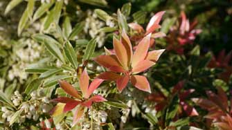 Pieris ou Andromède