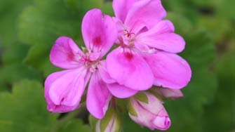 Fleurs de Keridenvel