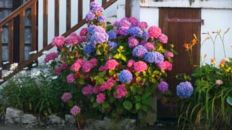 Hortensias