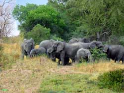Les éléphants d'Elephants Plains