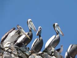 Pélicans sur les îles Ballestas