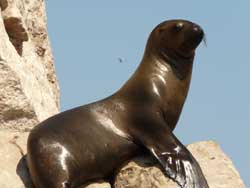 Otarie sur les îles Ballestas