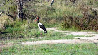 Jabiru