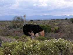 Les autruches, région d'Oudtshoorn