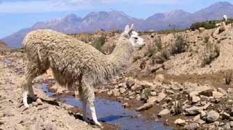 Lama sur l'Altiplano