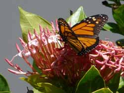 Monarque en Guadeloupe