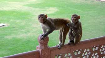 Macaques