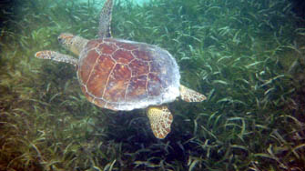 Tortue marine