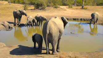 Les mamans éléphants