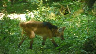 Loup à crinière